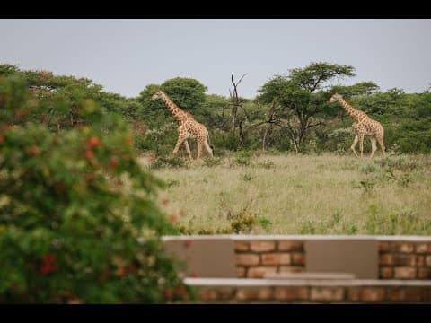 Namibia Waterhole Webcam Kambaku Wildlife Reserve, Otjozondjupa