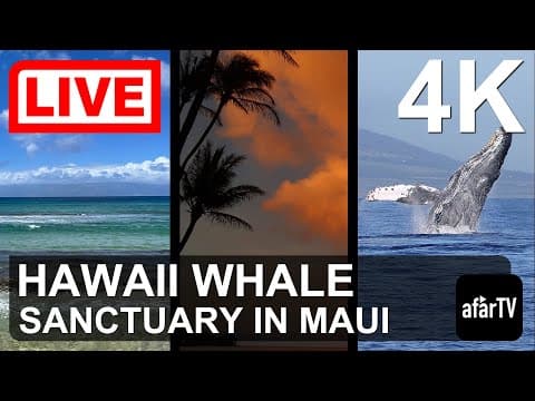 Humpback Whale Marine Sanctuary Live HD Webcam Stream, Hawaii