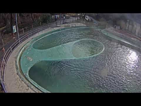 Live Seals Streaming HD Webcam at Budapest Zoo, Hungary