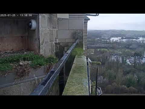 Peregrine Falcon, Oudenaarde, Belgium Live HD Webcam