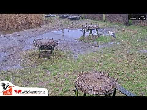 Fulltofta Stork enclosure webcam in Skane County, Sweden