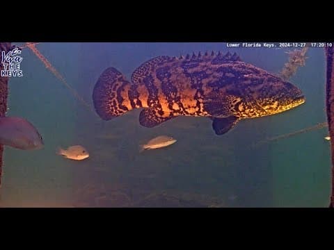 Live Underwater Webcam Lower Florida Keys, FL, USA