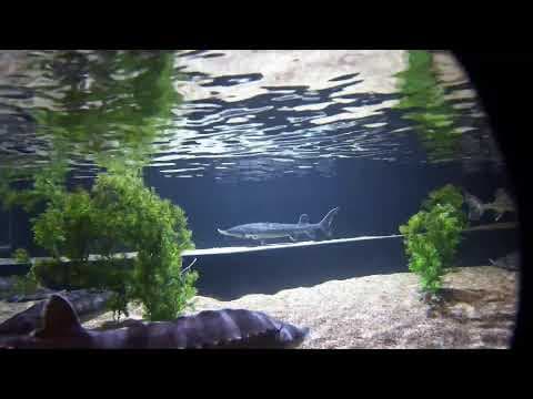 Live Maritime Aquarium Webcam Stream at Norwalk, CT, USA