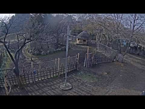 HD Live Streaming webcam in Budapest Zoo, Hungary