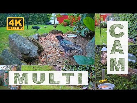 Live Bird &amp; Ground Feeder Webcam, Sheffield, England