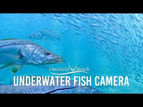 Live Streaming HD Webcam of Deerfield Beach, Underwater, USA