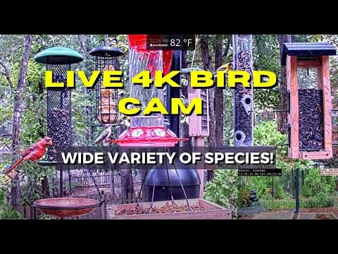 Live Stream Bird Feeder Cam, Birmingham, Alabama, USA