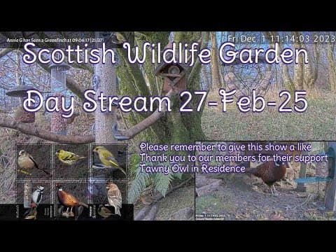 Live Webcam Bird Feeders Scottish Wildlife, Argyll, Scotland