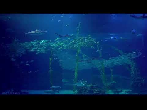 Webcam at Aqua Planet Jeju in Seogwipo, South Korea