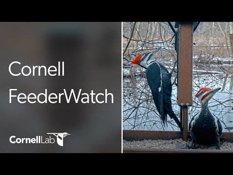 Cornell Lab Feeder Live HD Webcam, Sapsucker Woods, Ithaca, NY, USA