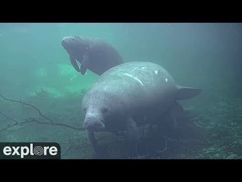Live Streaming HD Webcam of Blue Spring State Park, USA