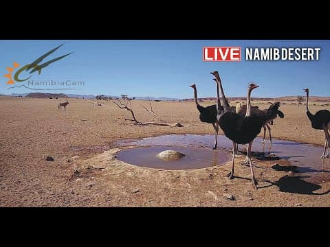 Live Namib Desert Lodge Webcam, Namibia
