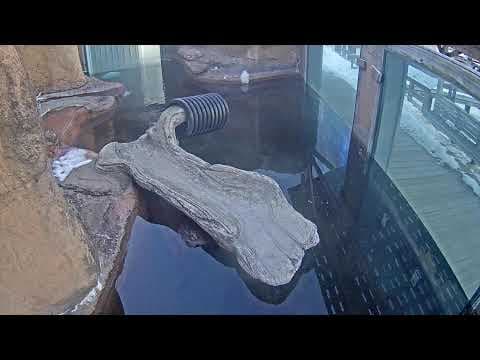 Live Otter Webcam Calvert Marine Museum in Maryland, USA