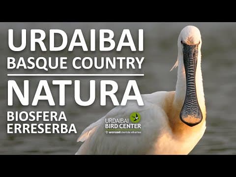 Urdaibai Bird Center, Live HD Streaming Webcam, Basque Country, Spain