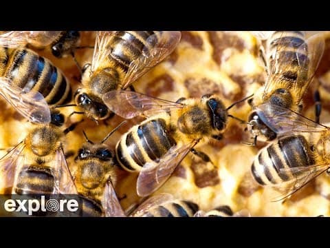 Honey bee nest, Waal, Live Streaming HD Webcam, Germany